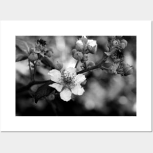 Blackberry flower black and white Posters and Art